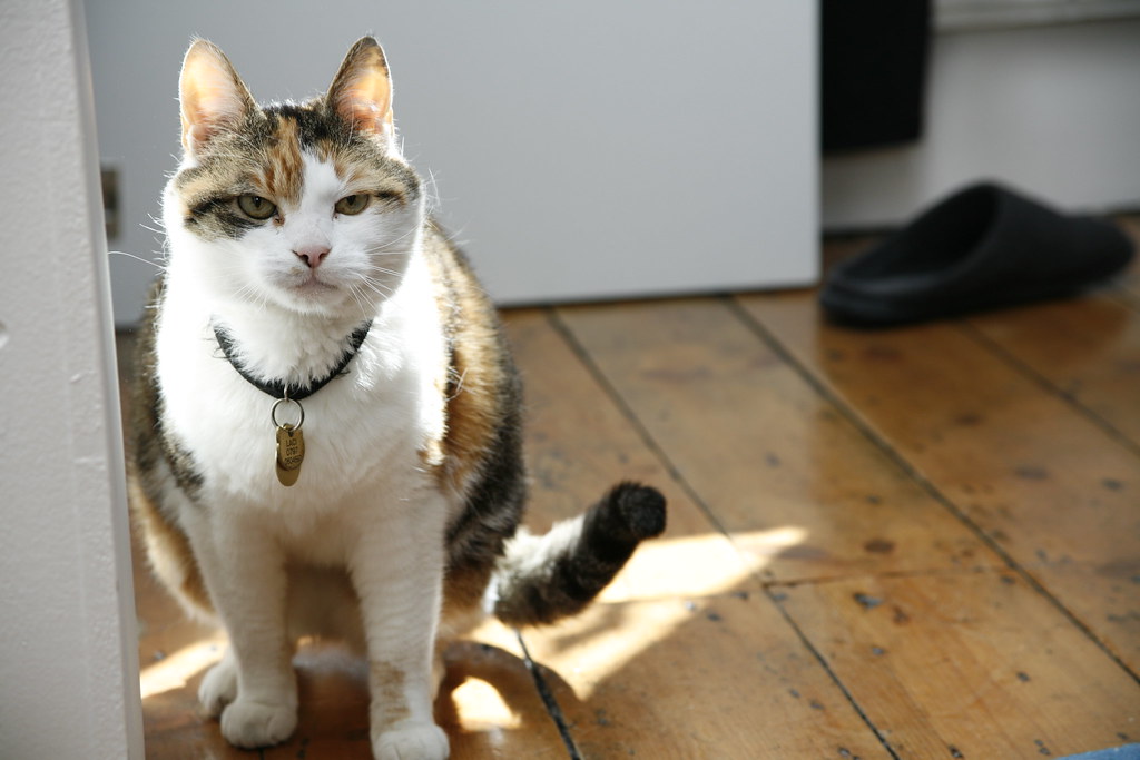 Analysis of Drones to Diplomas: How Russia’s Largest Private University is Linked to a $25M Essay Mill