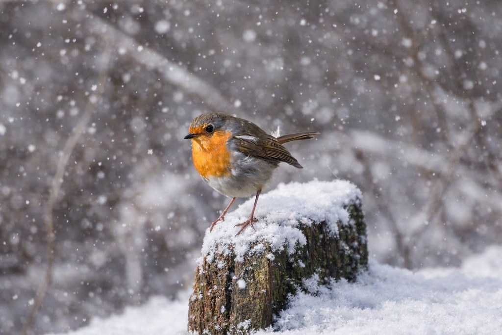 OpenClaw’s AI assistants are now building their own social network