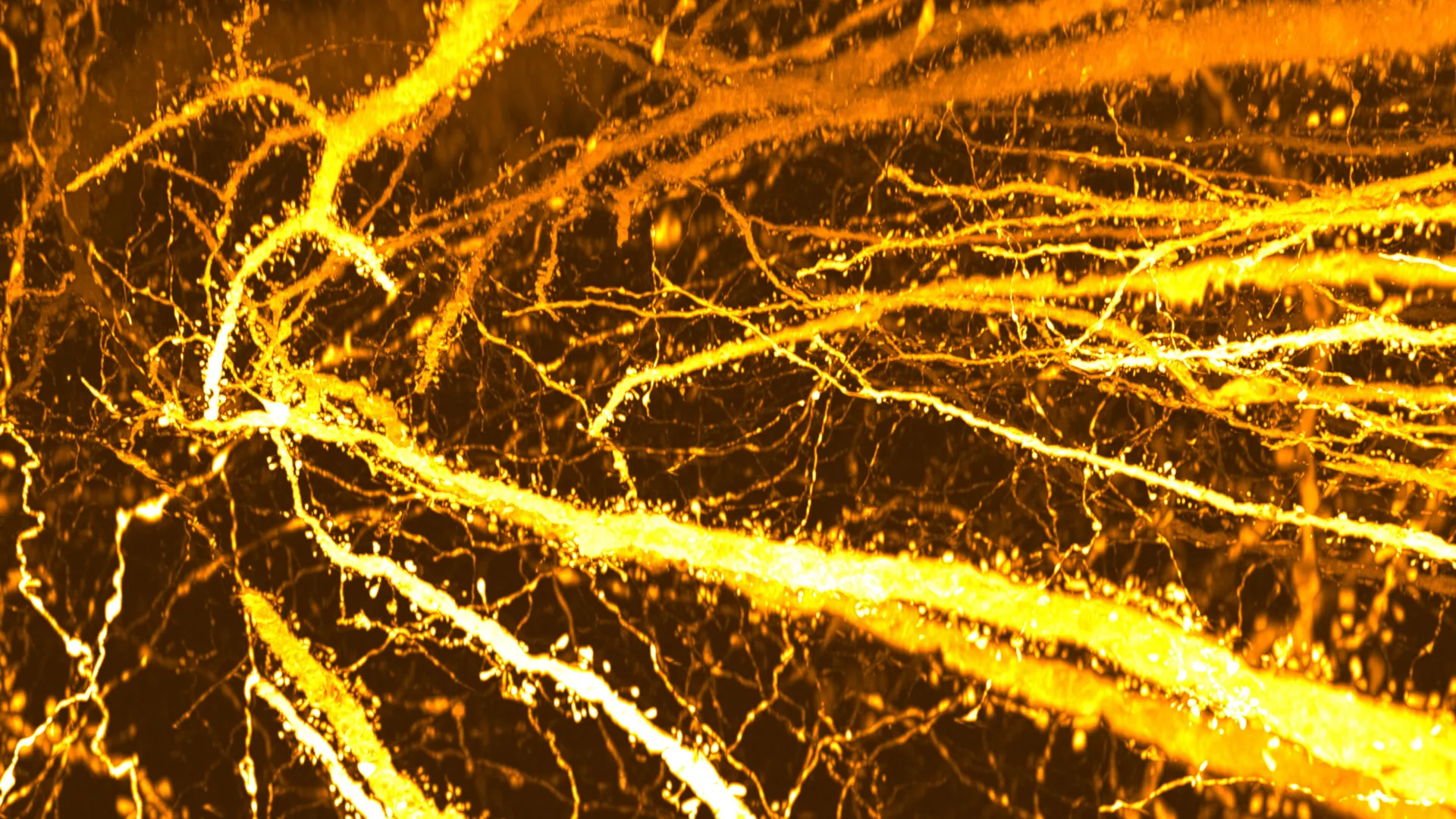 Scientists found hidden synapse hotspots in the teen brain